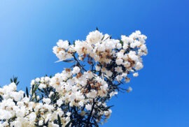 Fotografia a uma ramo de uma árvore em flor.